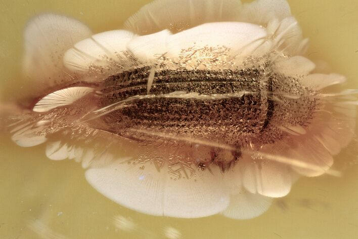 Detailed Fossil Bark Beetle (Scolytinae) in Baltic Amber #357765